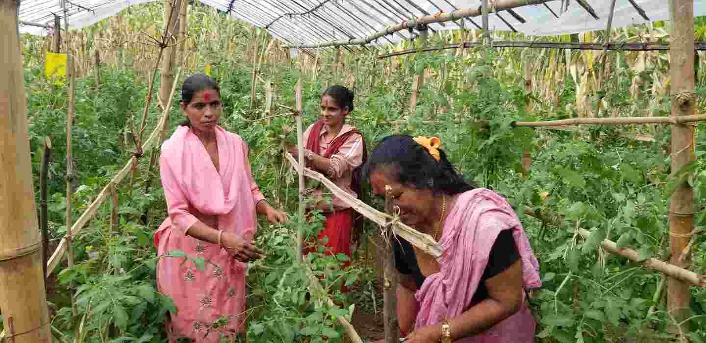 Kolme naista viljelemässä kasveja.
