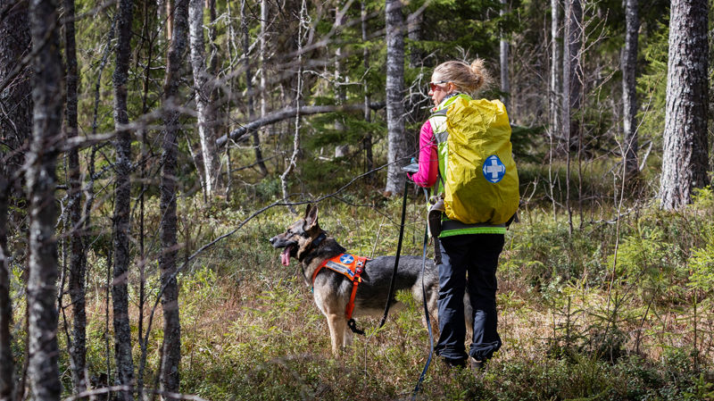 Mitä tehdä, jos eksyy metsässä? Vapaaehtoisen pelastuspalvelun vinkit auttavat valmistautumaan marjastus- tai sienestysretkelle