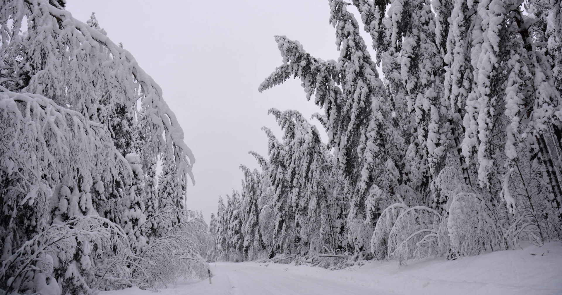 Kostea ja raskas lumi taivuttaa puita sähköjohtojen päälle talvimetsässä.